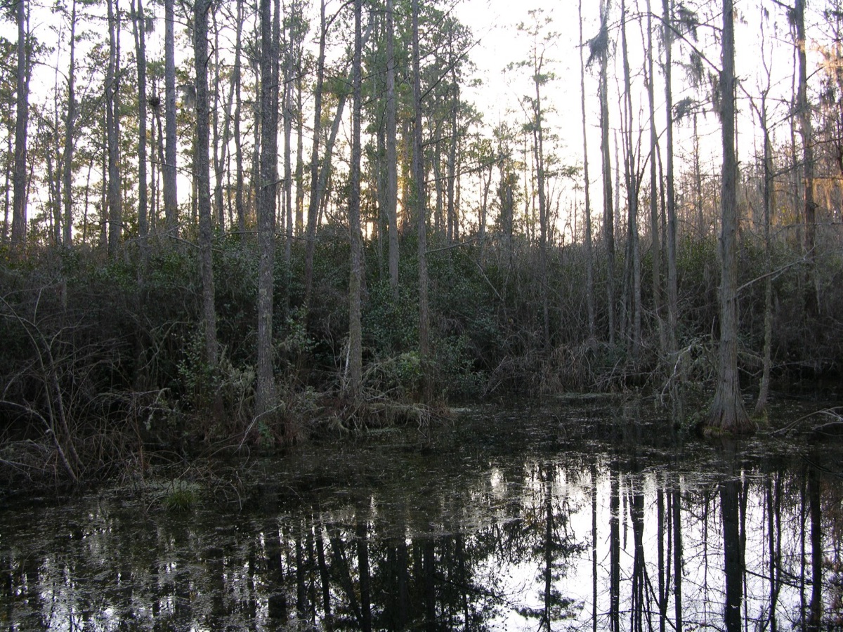 Dark water and tall trees at Woods Bay, a Carolina bay near Olanta