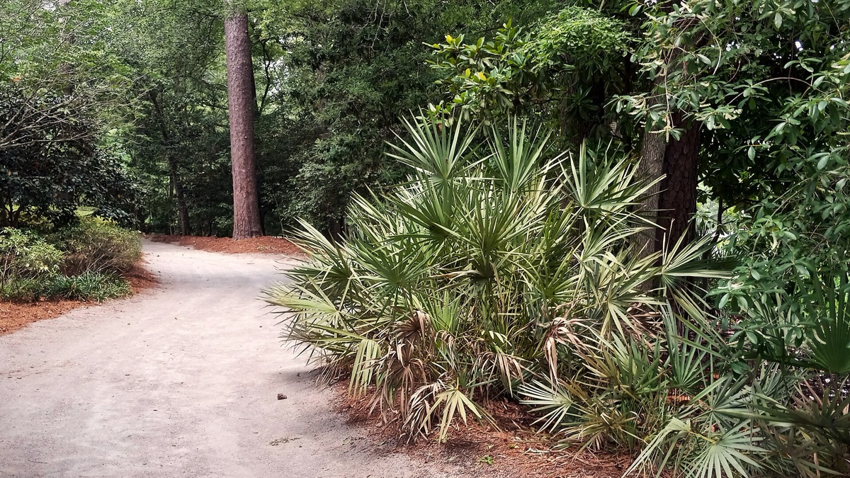 A sandy path through palmettos and pines at Swan Lake Iris Gardens in Sumter