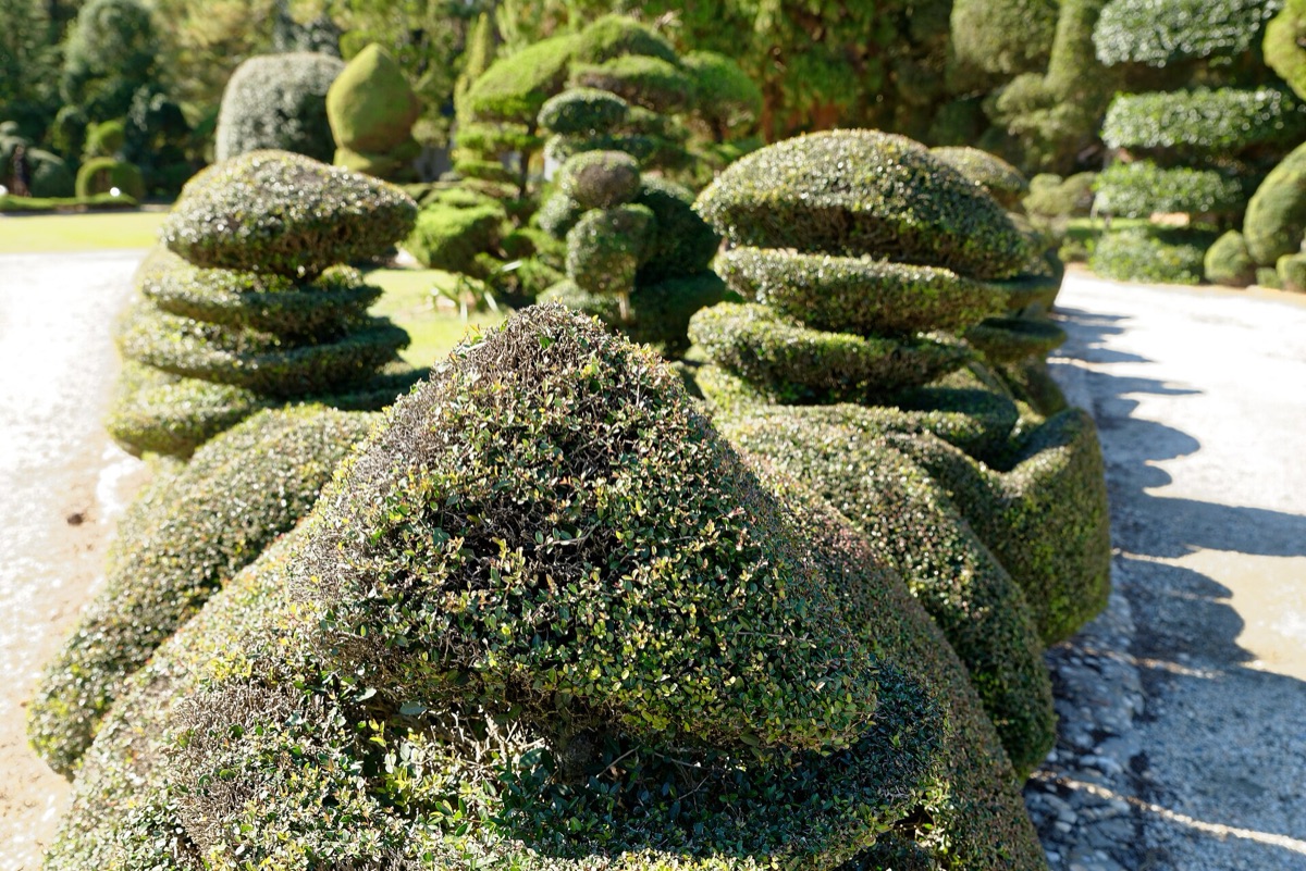 Clipped topiary shapes at the Pearl Fryar Topiary Garden in Bishopville