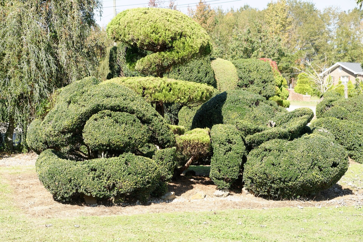 Large clipped topiary shapes on a lawn at the Pearl Fryar Topiary Garden