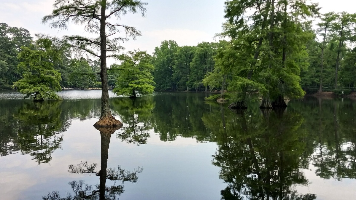 Cypress trees reflected in Swan Lake at the Iris Gardens in Sumter