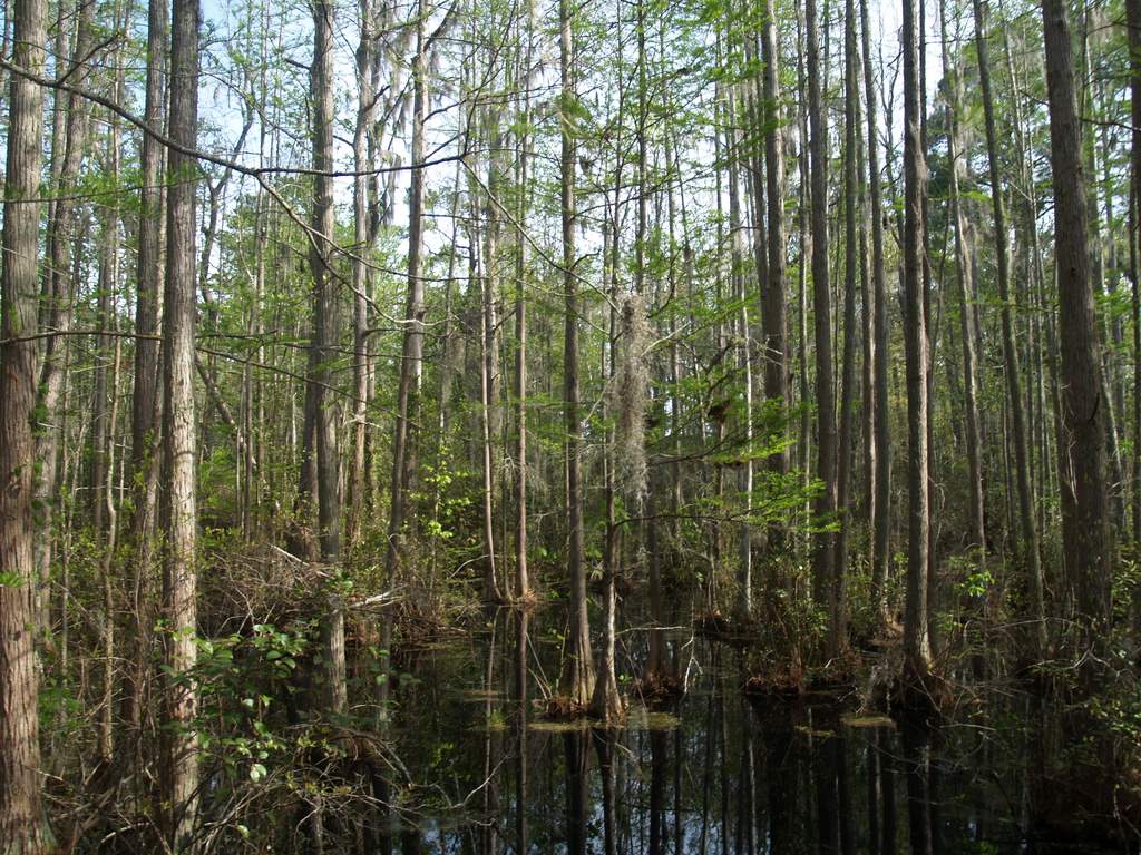 Cypress and tupelo trees standing in the water at Woods Bay State Park
